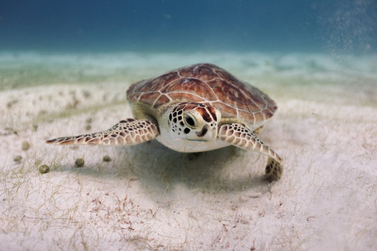 Turtle swimming in sea