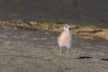 Red-breasted Endemic New Zealand Dotterel