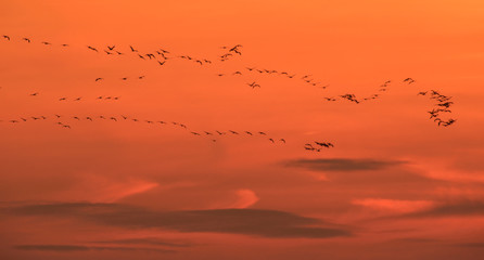 Grauer Kranich Grus grus