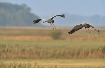 Grauer Kranich Grus grus