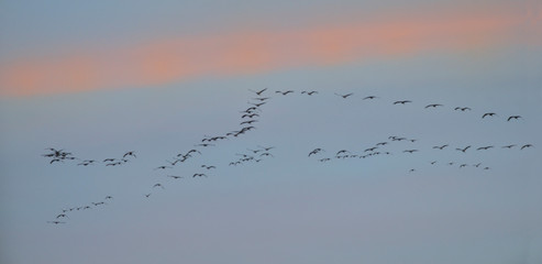 Grauer Kranich Grus grus