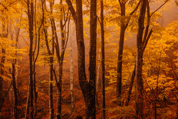Forest with autumn colors among fog