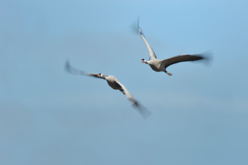 Grauer Kranich Grus grus