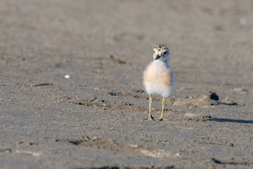 Red-breasted Endemic New Zealand Dotterel
