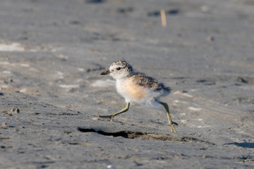 Red-breasted Endemic New Zealand Dotterel