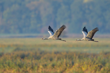 Grauer Kranich Grus grus