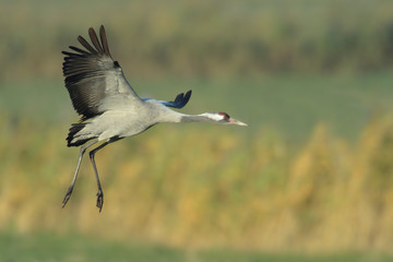 Grauer Kranich Grus grus