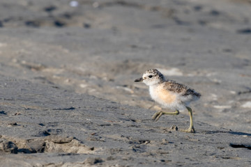 Red-breasted Endemic New Zealand Dotterel