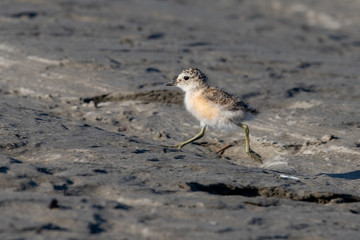 Red-breasted Endemic New Zealand Dotterel