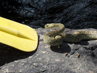 snake on rock