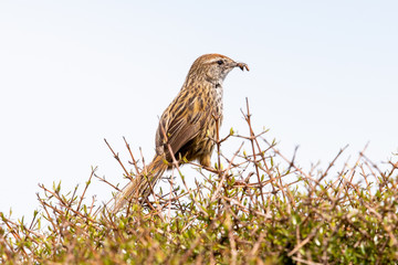 North Island Fernbird in New Zealand
