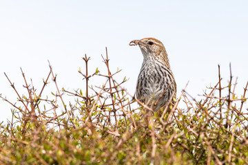 North Island Fernbird in New Zealand