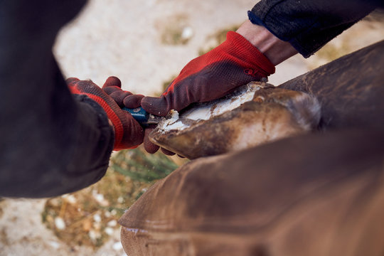 Cropped unrecognizable blacksmith boy changing horseshoe to the leg of a horse using bald lime hammer pliers