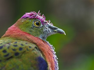 Magnificent Gorgeous Superb Fruit Dove with Yellow Eyes & Dazzling Radiant Plumage.