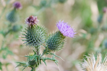 Thistle in bloom, Carduus pycnocephalus