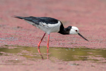 Pied Stilt in New Zealand