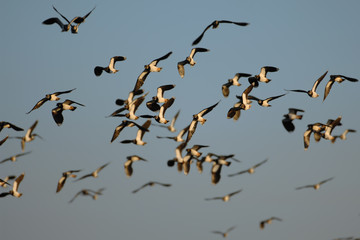 Kiebitz Vanellus vanellus