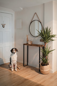 Loyal cute pet waiting for owner and sitting on floor near front door in designed flat hallway in Paris