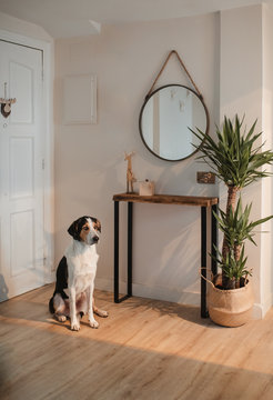 Loyal cute pet waiting for owner and sitting on floor near front door in designed flat hallway in Paris