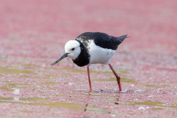 Pied Stilt in New Zealand