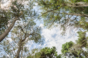 Energetic Forest or Enchanted Forest, a magical place in Miramar, Buenos Aires