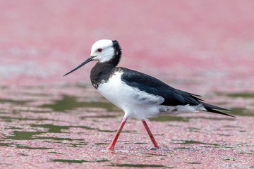 Pied Stilt in New Zealand