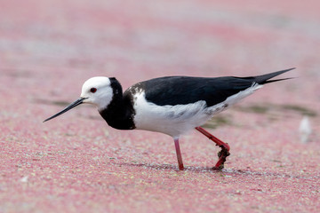 Pied Stilt in New Zealand