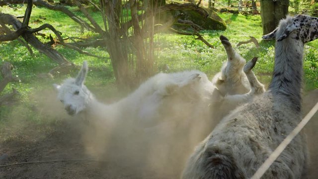 White cute and fluffy llama rolls around on the ground. Dirt swirls up in a dust cloud making the sun light from behind becoming prominent light beams. Green park with other llamas around.