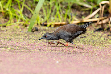 Spotless Crake in Australasia