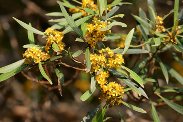 River gum plant in flower