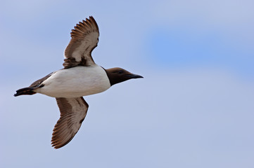 Trottellumme Uria aalge