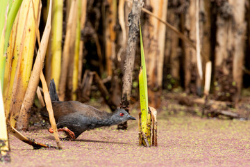 Spotless Crake in Australasia