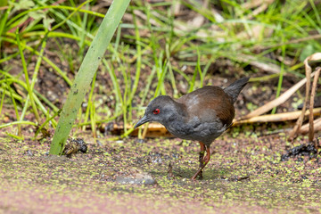 Spotless Crake in Australasia