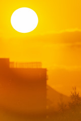 夕日の光を浴びる枝DSC2882