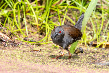Spotless Crake in Australasia