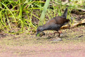 Spotless Crake in Australasia