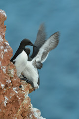 Trottellumme Uria aalge