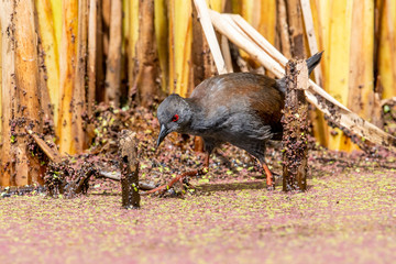 Spotless Crake in Australasia