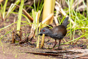 Spotless Crake in Australasia