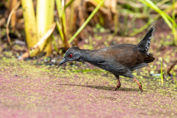 Spotless Crake in Australasia