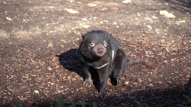 Tasmanian devil also known as marsupial devil and marsupial devil, lat Sarcophilus harrisii. A predatory marsupial mammal, the only species of the genus Sarcophilus