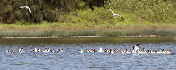 Flock of Red-necked Avocet's feeding in lake