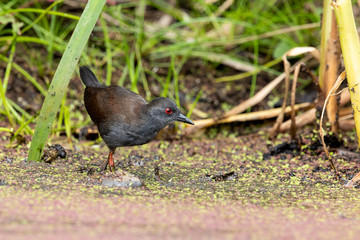 Spotless Crake in Australasia