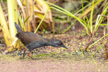 Spotless Crake in Australasia