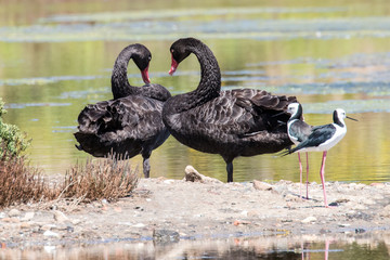 Black Swans and Pied Stilts