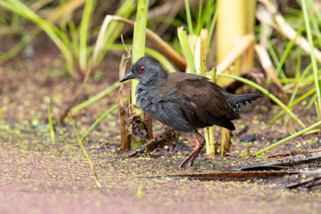 Spotless Crake in Australasia