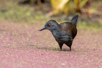 Spotless Crake in Australasia