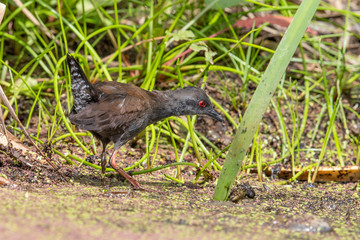 Spotless Crake in Australasia