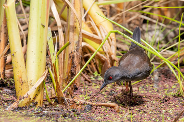 Spotless Crake in Australasia