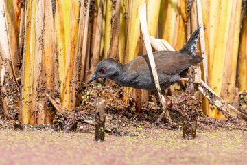 Spotless Crake in Australasia